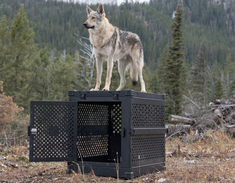 Impact dog crate in mountains with dog on top