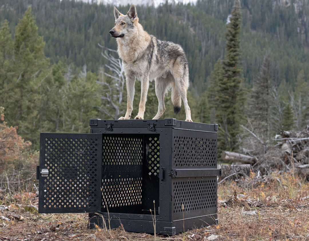 Impact dog crate in mountains with dog on top