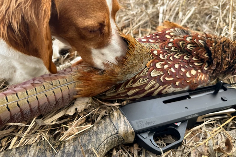 dog pheasant and Redfield Vector Shotgun