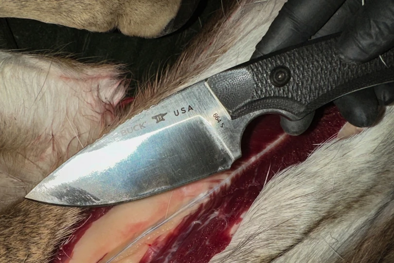 hunting knife on animal