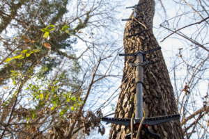 Two Hunt Arsenal ICON X20 climbing sticks deployed and attached to a tree.