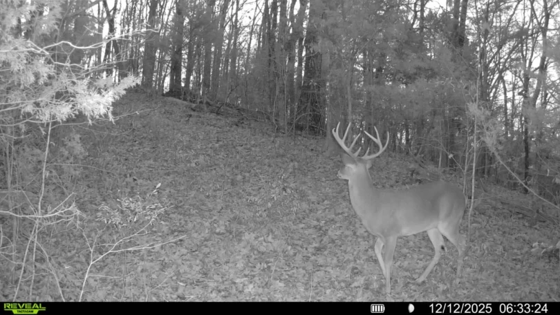 An image of a buck taken by the Best Trail Camera of 2025, the Tactacam Reveal Ultra.