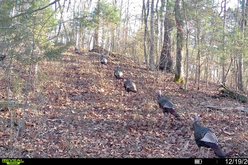 Trail camera photos of turkeys.