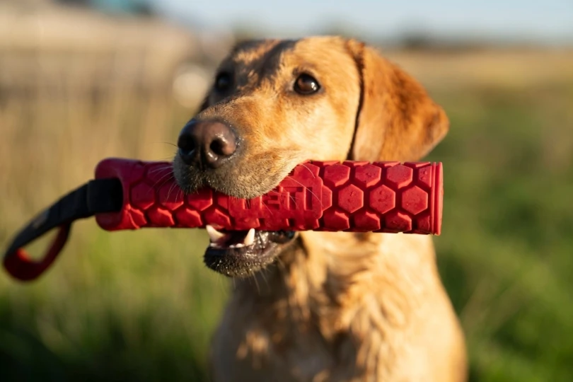 Dog holding red dog toy