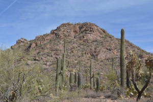 Desert mountain with cacti