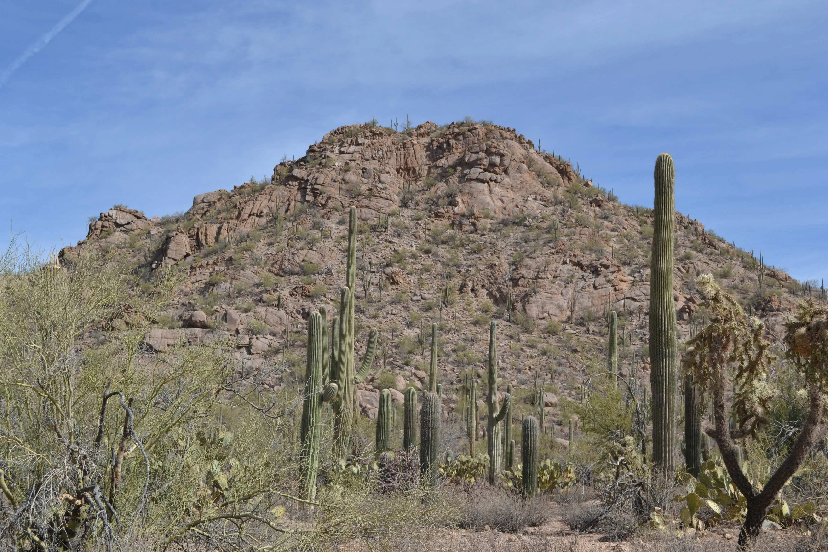 Desert mountain with cacti