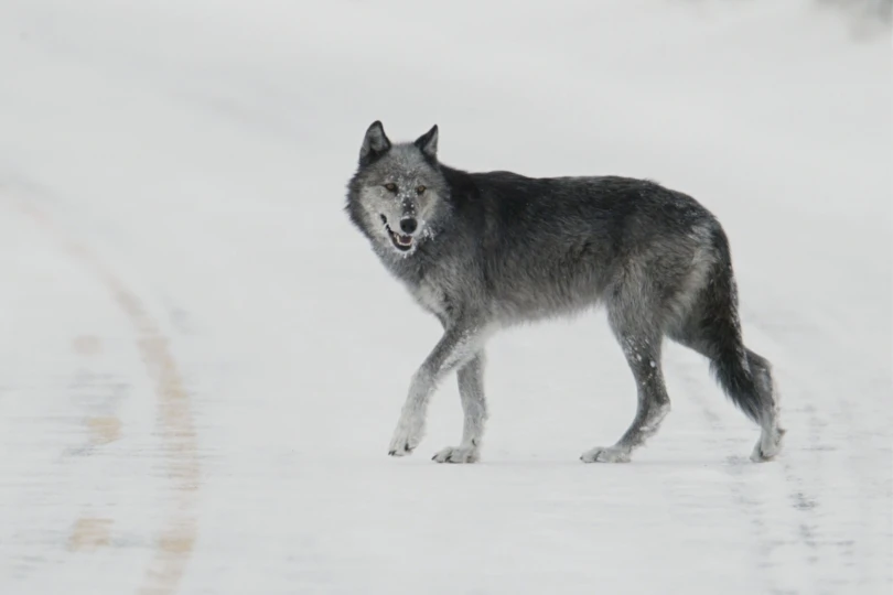gray wolf on snowy road