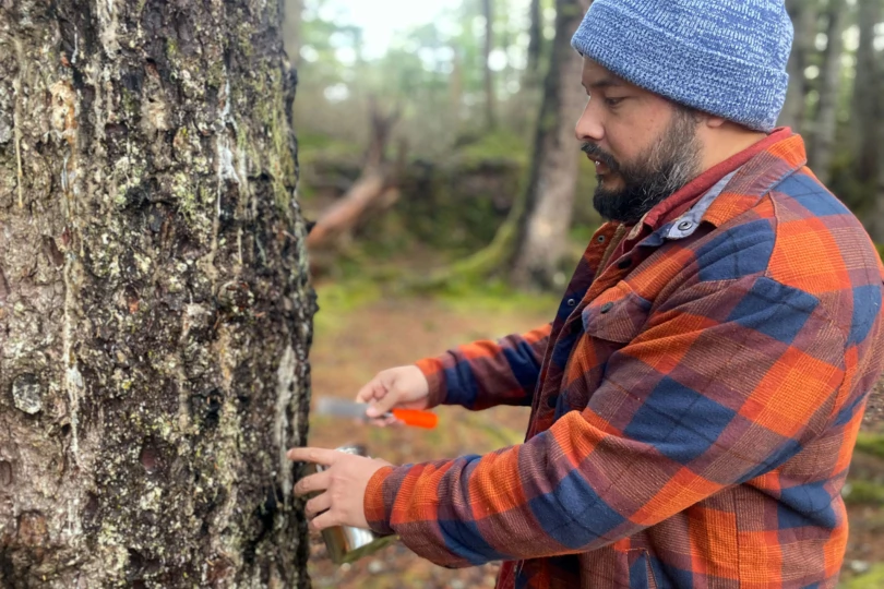A man carefully gathers resin from a tree using a small hand tool