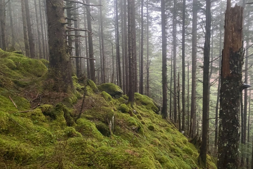 Moss-covered ground and tall spruce trees fill a dense Alaskan forest