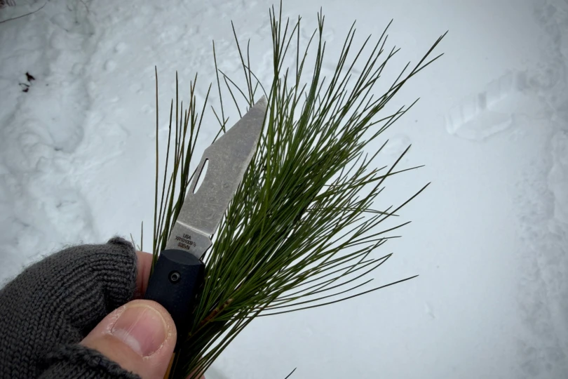 The Case Barlow XR knife blade held against green pine needles in a snowy setting