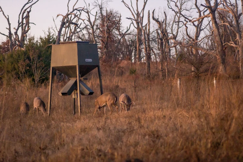 Deer getting ready to fight beneath a feeder
