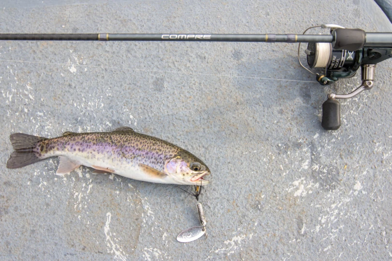 A small rainbow trout with a spinner in its mouth laying next to a fishing rod and reel.