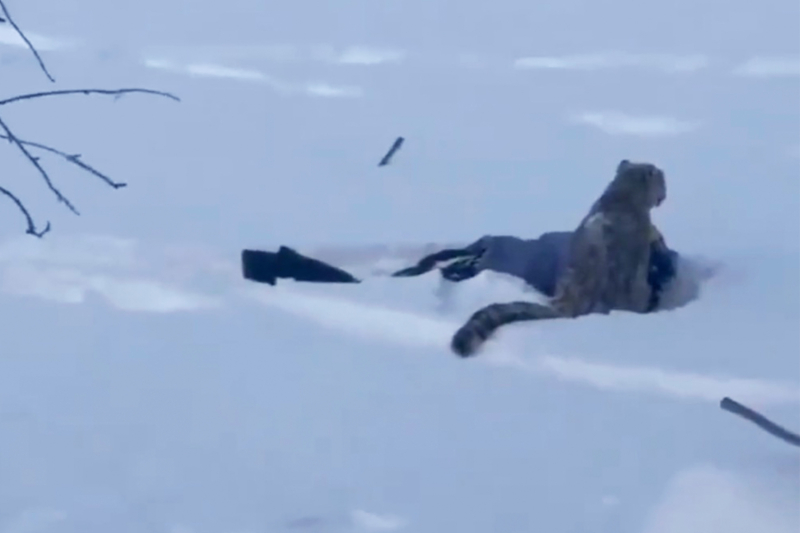 Snow Leopard Attacks Skier During Attempted Selfie