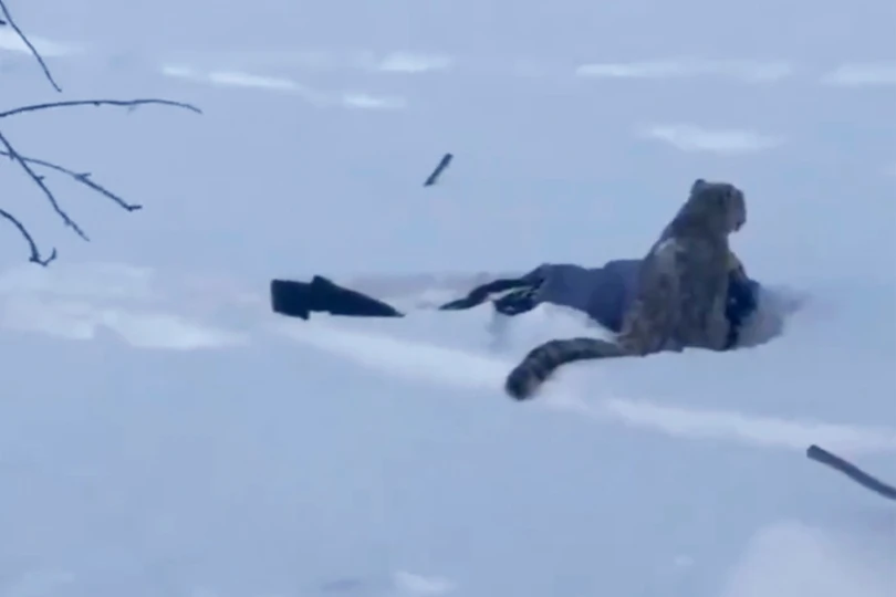 Snow leopard attacks skier