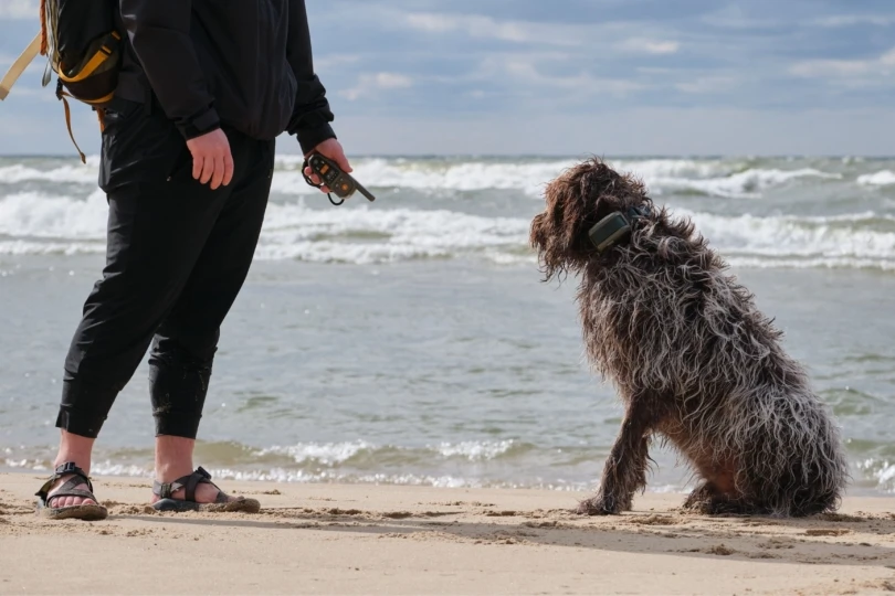 person stands next to dog on beach with remote