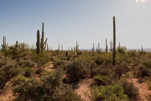 desert landscape with cacti