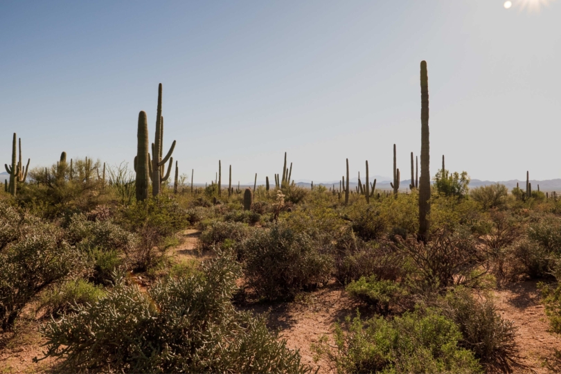 desert landscape with cacti