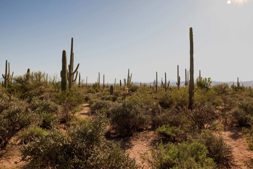 desert landscape with cacti