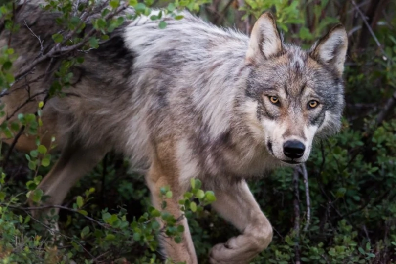 gray wolf in bushes