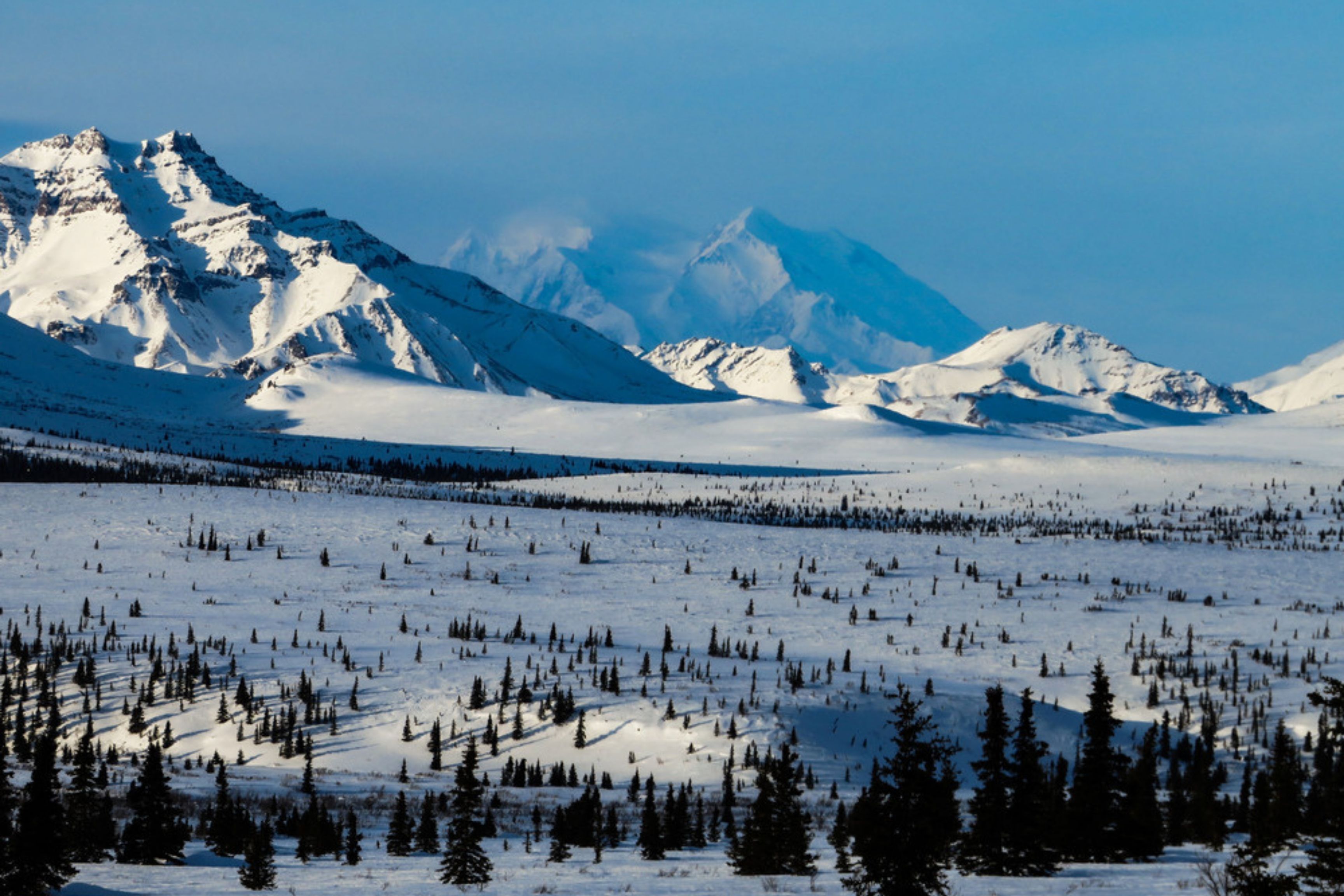 mt denali in the snow