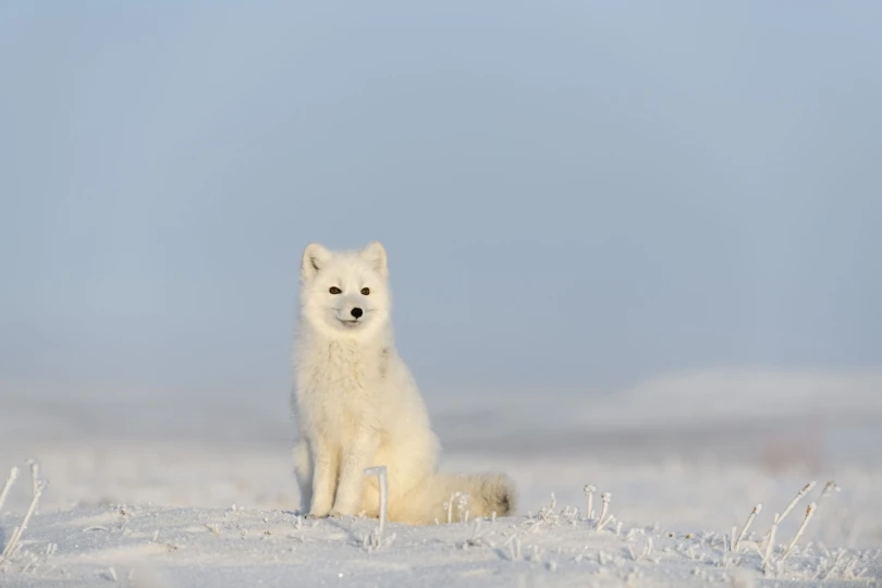 white arctic fox on snowy landscape