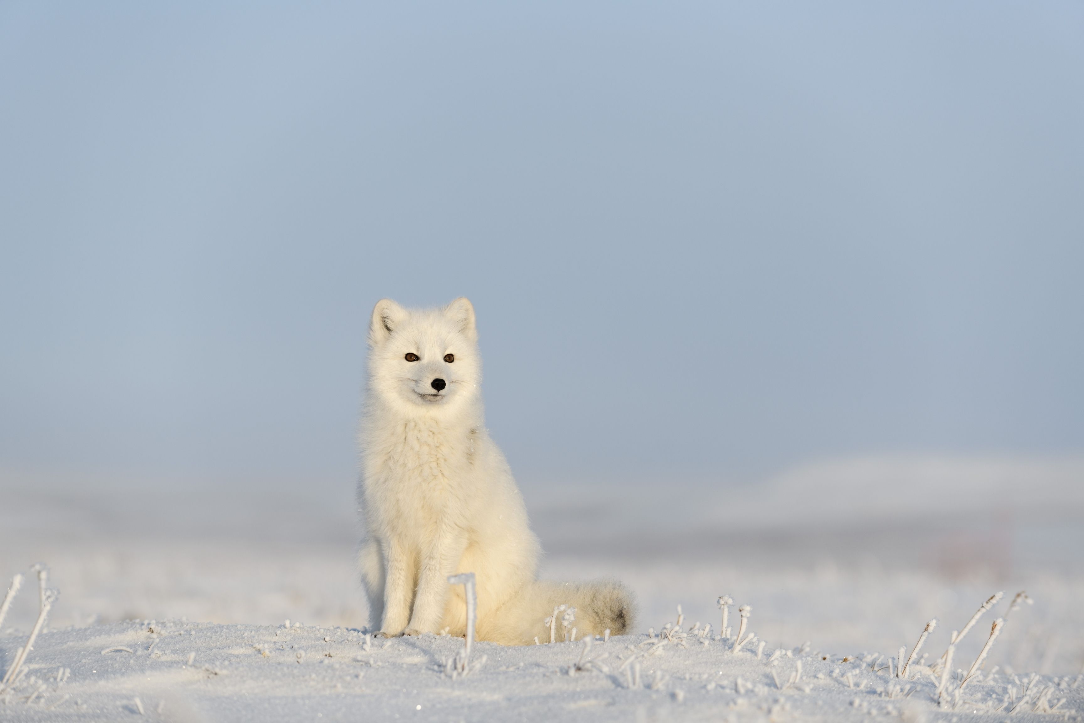 white arctic fox on snowy landscape