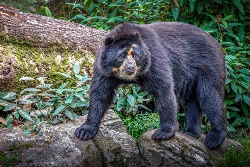 Close-up,Of,An,Isolated,South,American,Spectacled,Bear,In,The