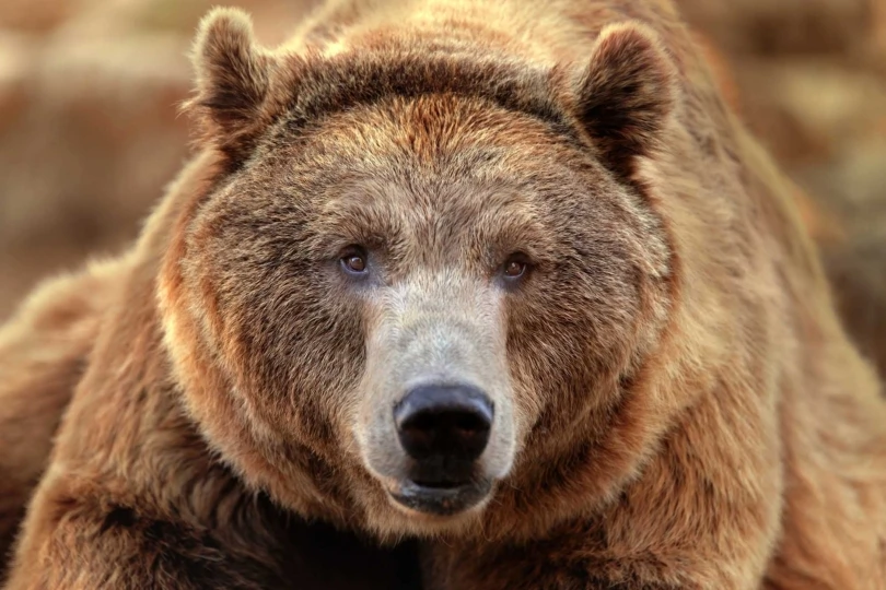 Portrait,Of,A,Grizzly,Bear