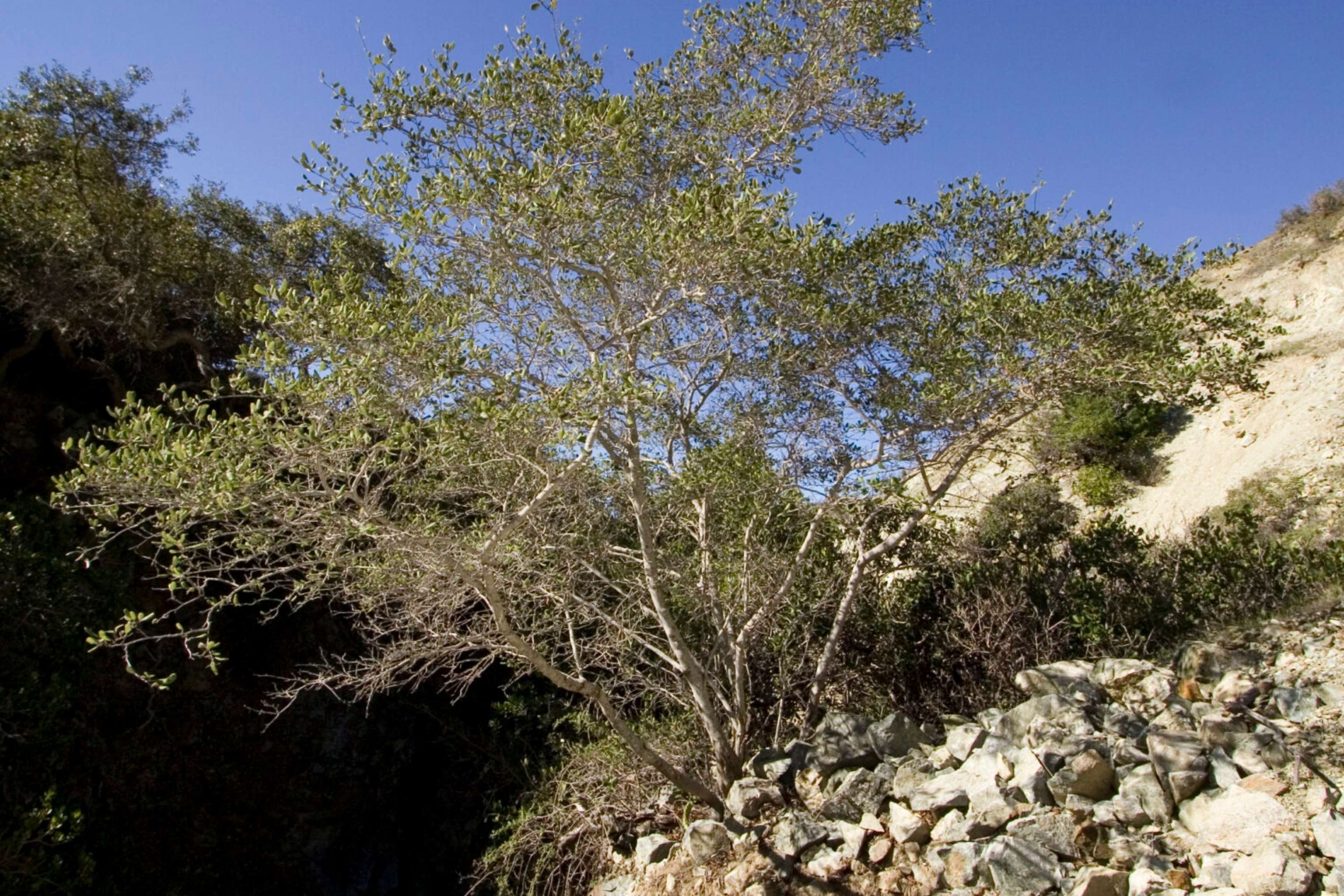 tree on rocky outcropping