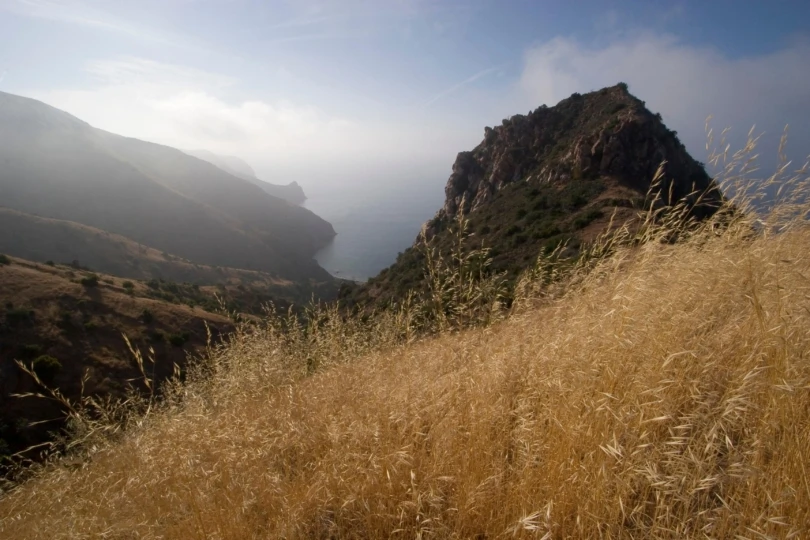 hillside covered in grasses