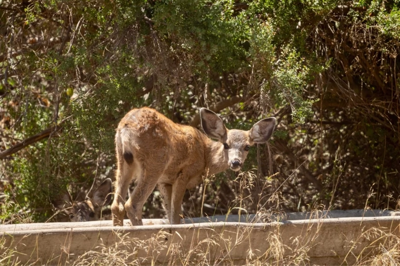 deer in forest
