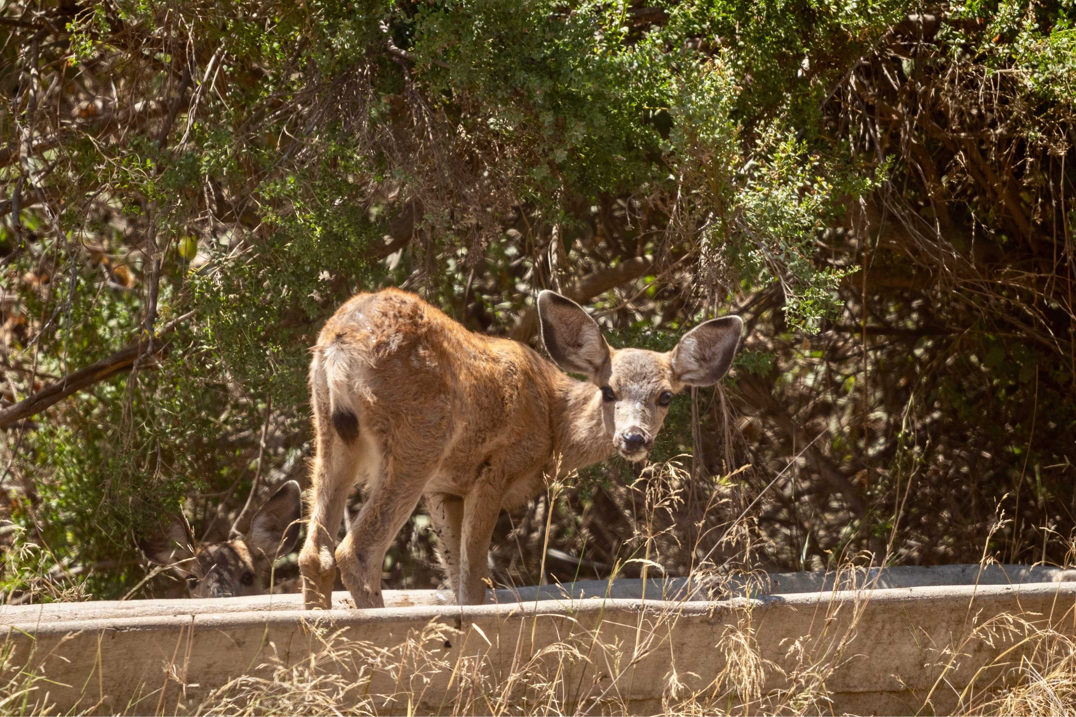 deer in forest