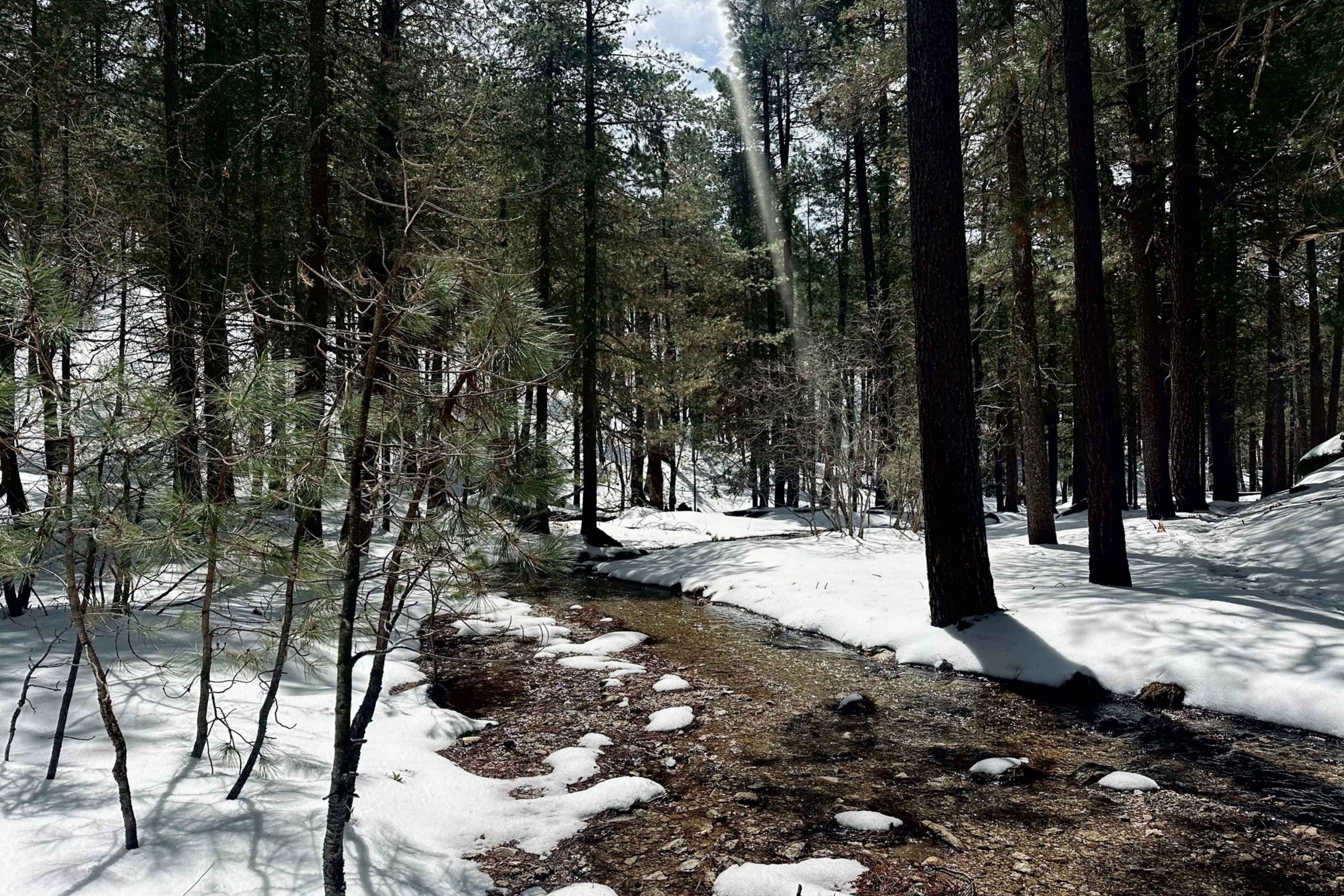 snowy forest with creek