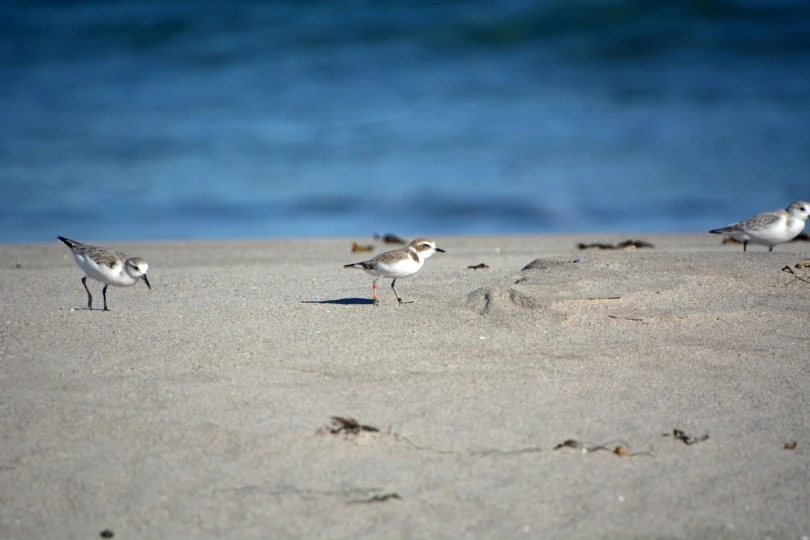 white and brown birds on beach