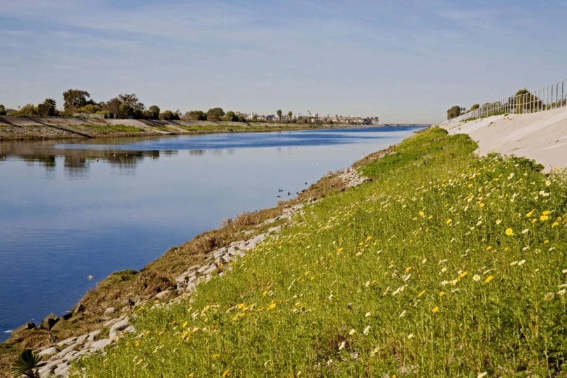flowers and grass alongside large river 