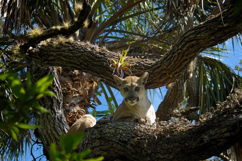 Uncontained Wildfire Tears Through Largest Florida Panther Habitat