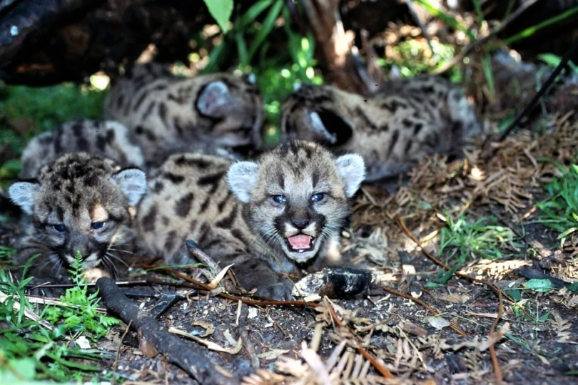 florida panther cubs with mouths open