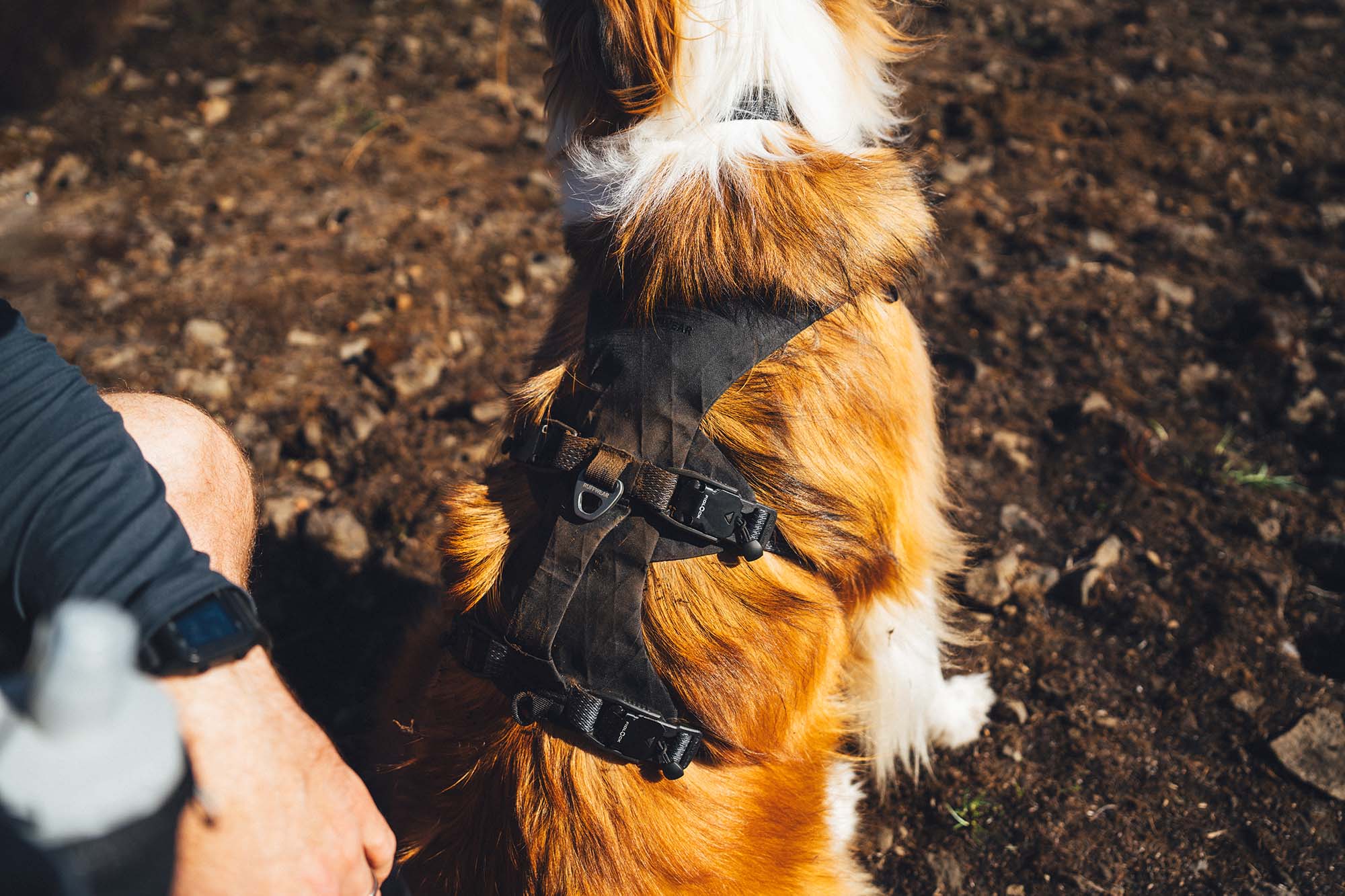 ruffwear ridgeline harness