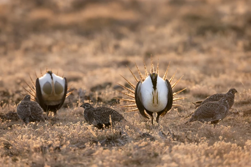 Sage Grouse
