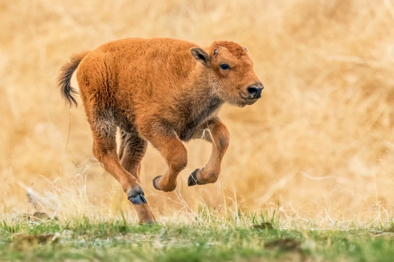 Bison Calf