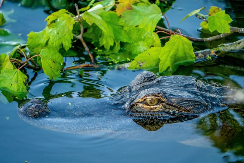 Florida Alligator in Water