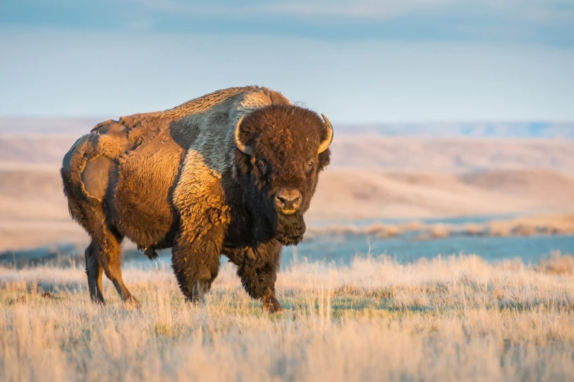 American Bison on the Prairie