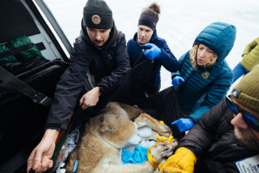 Colorado Wolves being Relocated