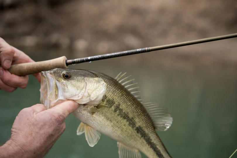 A bass next to the Hardy Marksman fly rod.