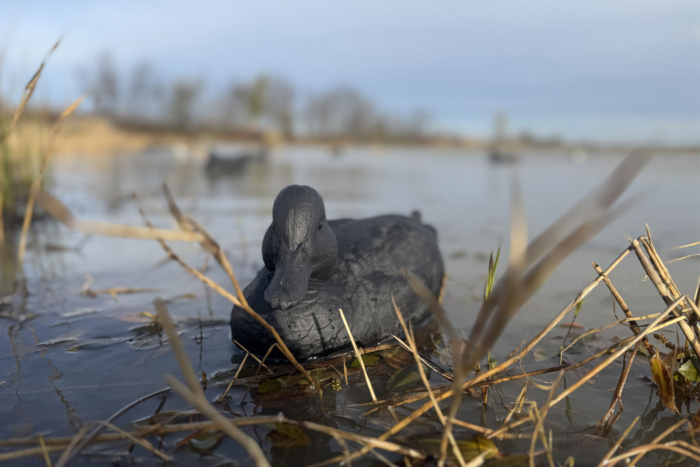 Rig’em Right Mainline Series BLACKOUTS decoy on the wate