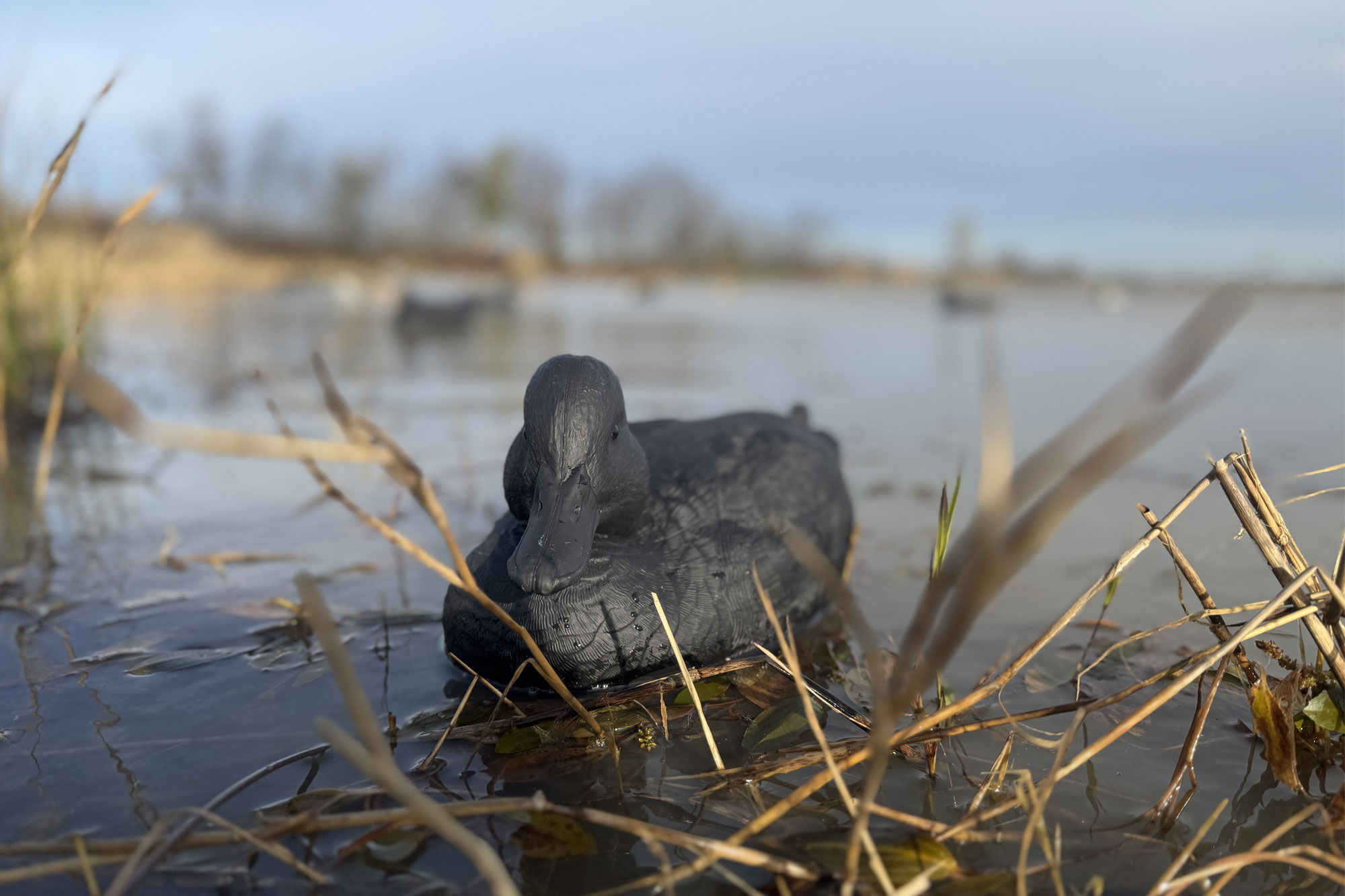 Rig’em Right Mainline Series BLACKOUTS decoy on the wate