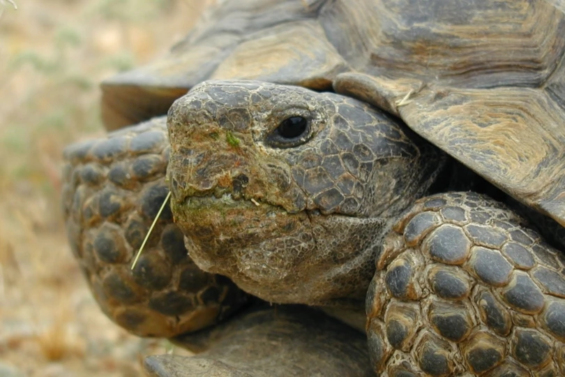 close up shot of desert tortoise 