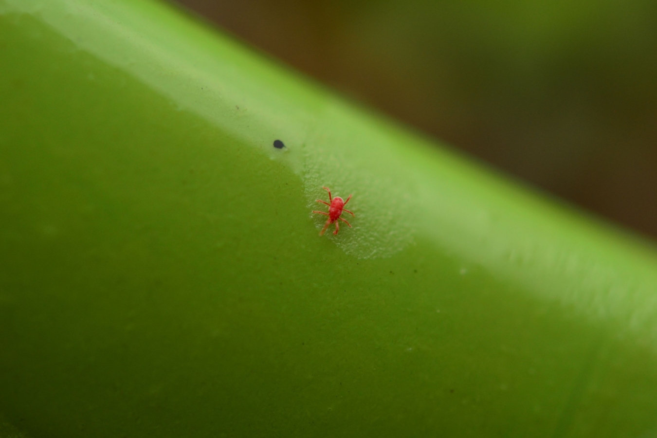 small red chigger on green leaf