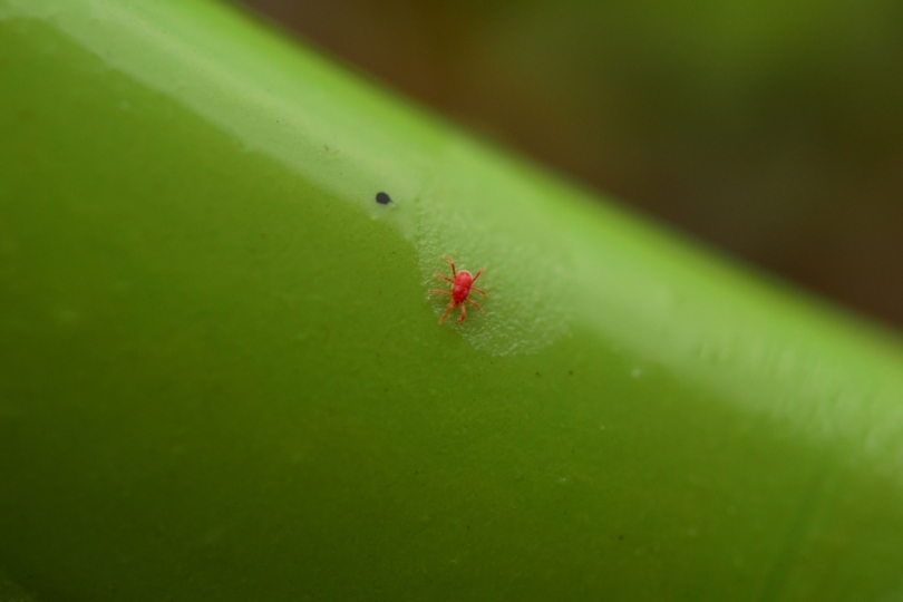 small red chigger on green leaf