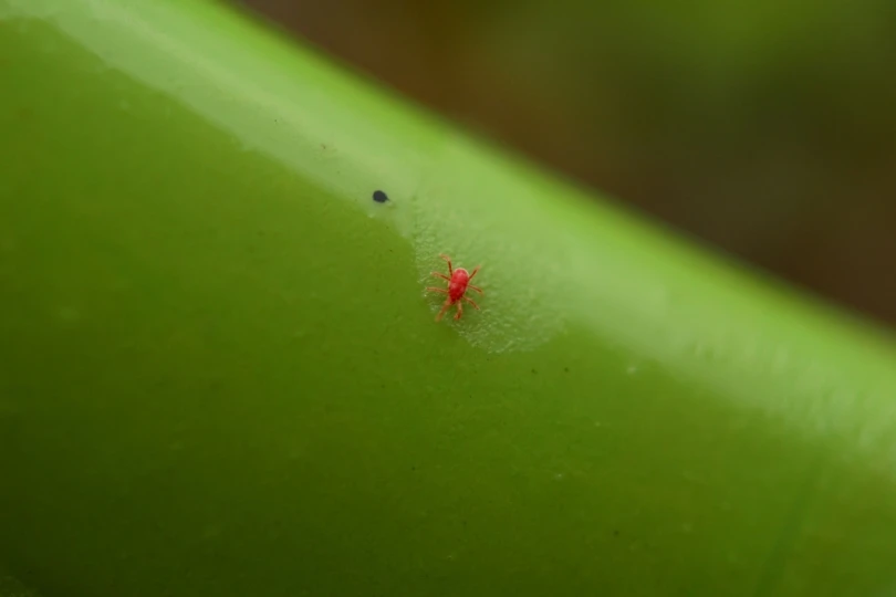 small red chigger on green leaf